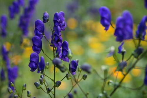 Skilled florist arranging fresh flowers at Flowers Florists